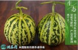 2021年7月16日花蕾甜瓜价格行情...