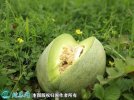 2021年7月16日景甜甜瓜价格行情...