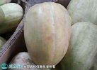 2021年7月16日金妃香瓜价格行情...