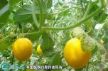 2021年7月16日伊丽莎白甜瓜价格...