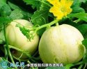 2021年7月16日梨瓜价格行情、今...