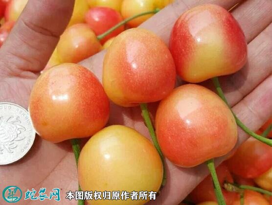 2021年7月17日黄蜜樱桃价格行情、今日黄蜜大樱桃多少钱一斤?