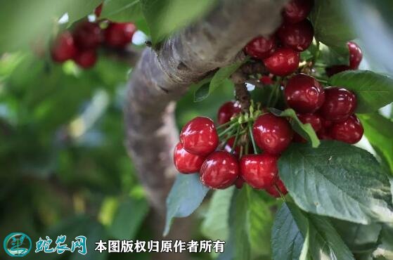 2021年7月17日樱桃价格行情、今日各种樱桃多少钱一斤?