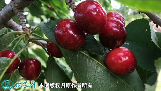 2021年7月17日美早樱桃价格行情、今日美早樱桃多少钱一斤?