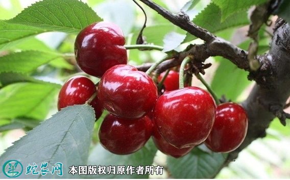 2021年7月17日大樱桃价格行情、今日大樱桃多少钱一斤?