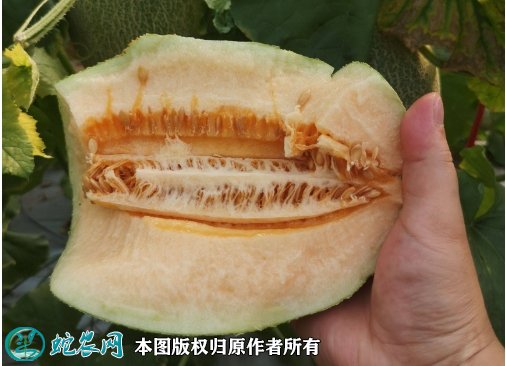 2021年7月17日晓蜜25号价格行情、今日西州蜜25号哈蜜瓜多少钱一斤?
