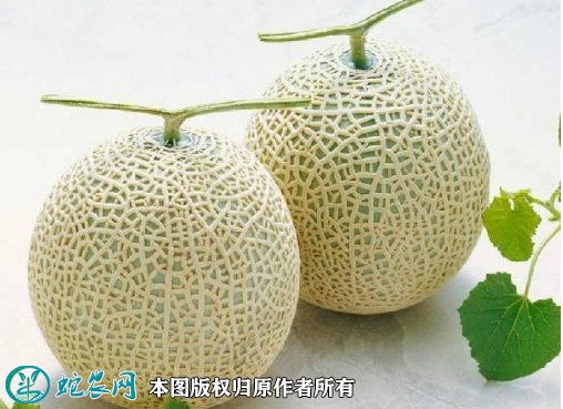 2021年7月17日网纹瓜价格行情、今日网纹瓜哈蜜瓜多少钱一斤?