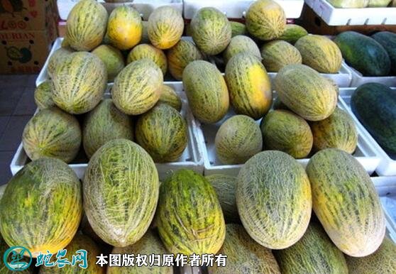2021年7月17日新疆哈蜜瓜价格行情、今日新疆哈蜜瓜多少钱一斤?