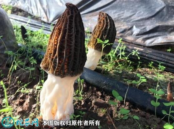 2021年7月17日羊肚菌价格行情、今日干羊肚菌多少钱一斤?