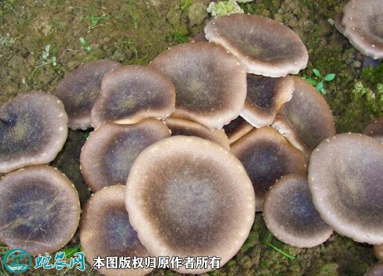 2021年7月17日虎奶菇价格行情、今日虎奶菇多少钱一斤？