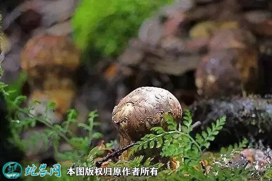2021年7月17日野生菌价格行情、今日野生菌多少钱一斤？