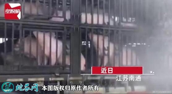300头猪中暑消防浇水续命