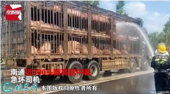 300头猪中暑消防浇水续命