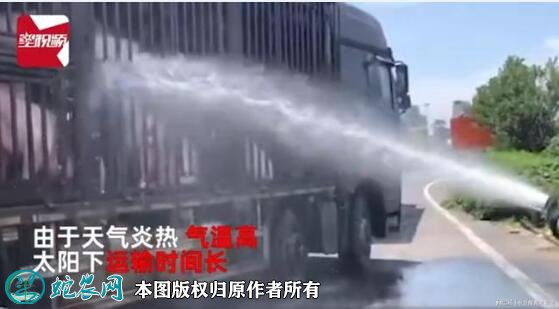 300头猪中暑消防浇水续命