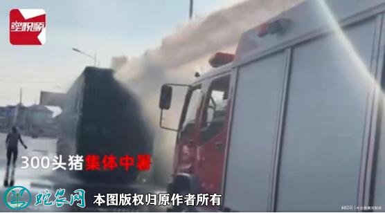 300头猪中暑消防浇水续命
