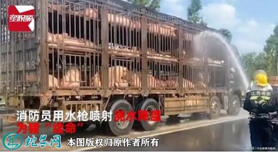 300头猪中暑消防浇水续命