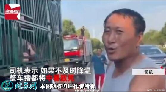 300头猪中暑消防浇水续命