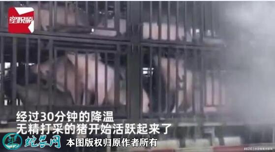 300头猪中暑消防浇水续命