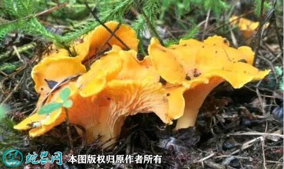2021年7月17日鸡油菌价格行情、今日鸡油菌多少钱一斤?