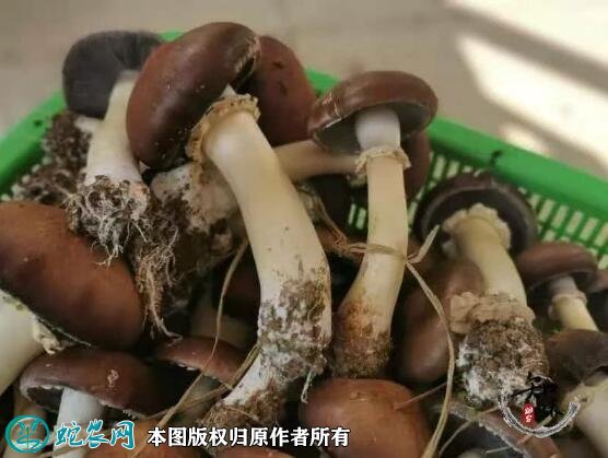 2021年7月17日大球盖菇价格行情、今日皱环球盖菇多少钱一斤?