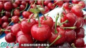 2021年7月17日红灯樱桃价格行情...
