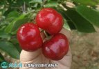 2021年7月17日早大果樱桃价格行...