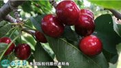 2021年7月17日美早樱桃价格行情...
