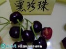 2021年7月17日黑珍珠樱桃价格行...