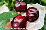 2021年7月17日大紫樱桃价格行情...