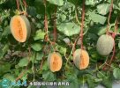 2021年7月17日西州蜜瓜价格行情...