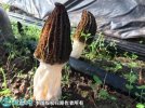 2021年7月17日羊肚菌价格行情、...