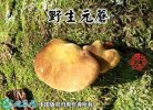 2021年7月17日元蘑价格行情、今...