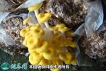 2021年7月17日榆黄菇价格行情、...