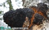 2021年7月17日白桦茸价格行情、...