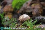 2021年7月17日野生菌价格行情、...