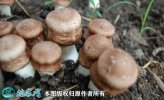 2021年7月17日姬松茸价格行情、...