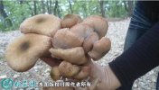2021年7月17日榛蘑价格行情、今...