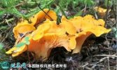 2021年7月17日鸡油菌价格行情、...