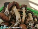 2021年7月17日大球盖菇价格行情...