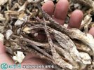 2021年7月17日鹿茸菇价格行情、...