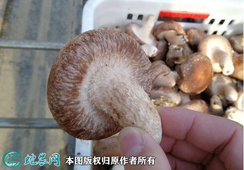 2021年7月18日0912香菇价格行情、今日香菇0912多少钱一斤?