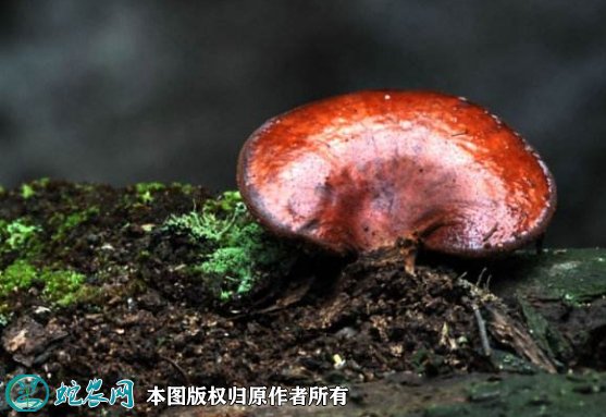 2021年7月18日灵芝价格行情、今日各种灵芝多少钱一斤?