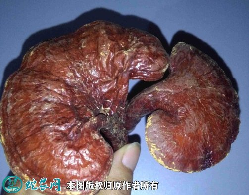2021年7月18日赤灵芝价格行情、今日赤灵芝多少钱一斤?