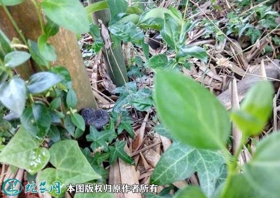 2021年7月18日竹灵芝价格行情、今日竹灵芝多少钱一斤?