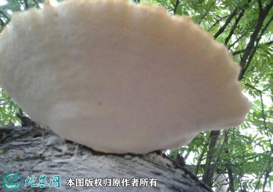 2021年7月18日白灵芝价格行情、今日白灵芝多少钱一斤?