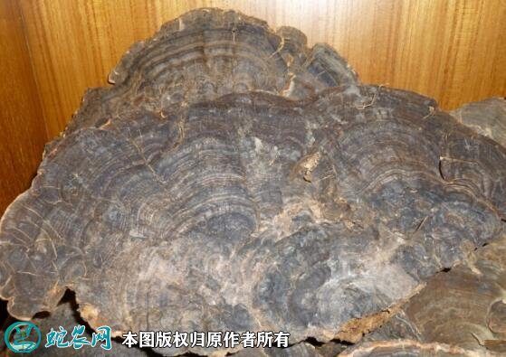 2021年7月18日青灵芝价格行情、今日青灵芝多少钱一斤?