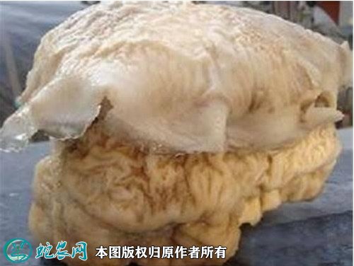 2021年7月18日肉灵芝价格行情、今日肉灵芝/太岁多少钱一斤?