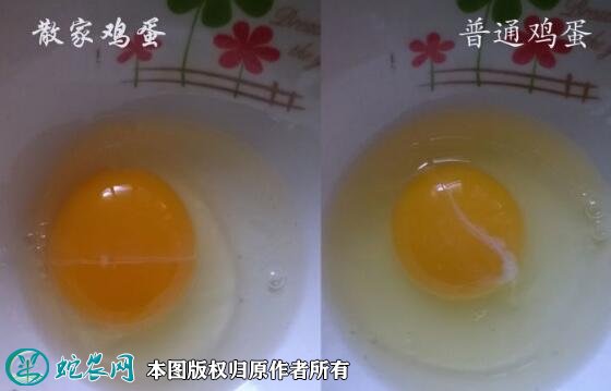 2021年7月18日普通鸡蛋价格行情、今日普通鸡蛋多少钱一斤？