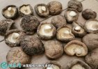 2021年7月18日干香菇价格行情、...