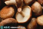 2021年7月18日鲜香菇价格行情、...